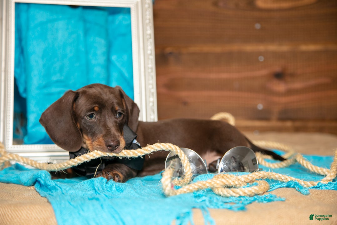 Miniature Dachshund dogs for sale: Brady - Ad 2