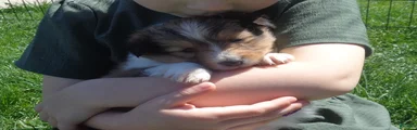 Shetland Sheepdog Puppy 3