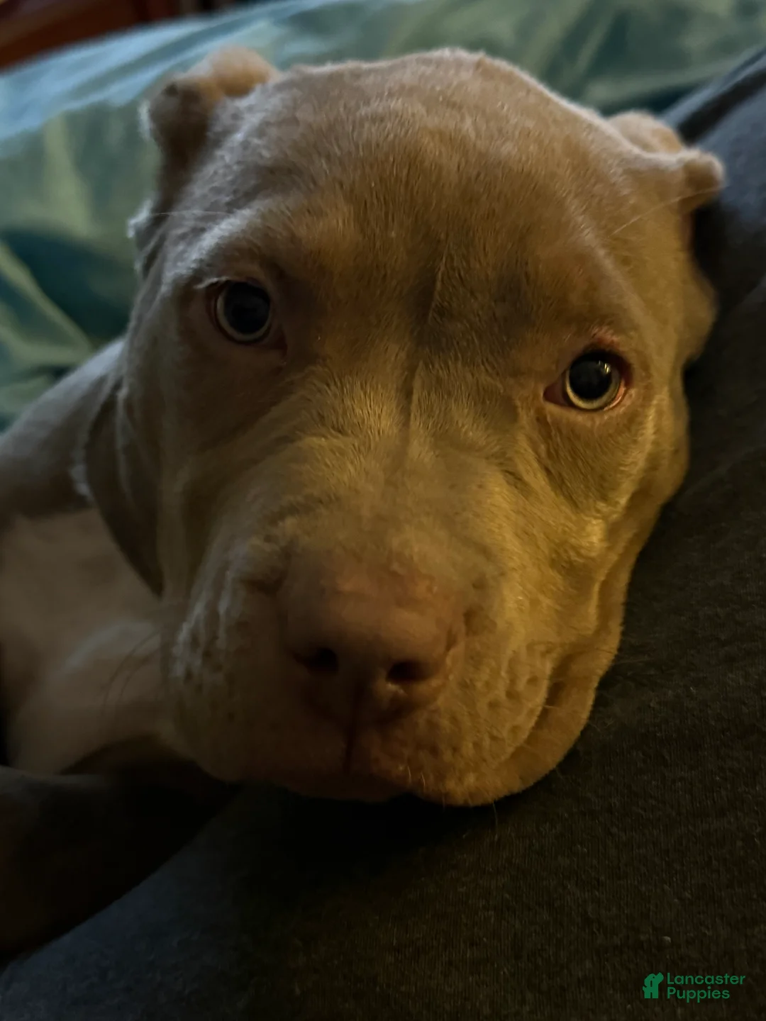 American Bully dogs for sale: Lily - Ad 1