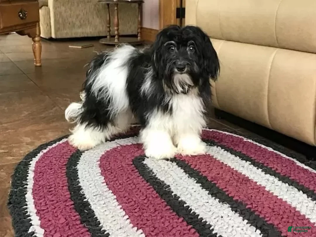 Havapoo dogs for sale: Havapoo girl 1 - Ad 13