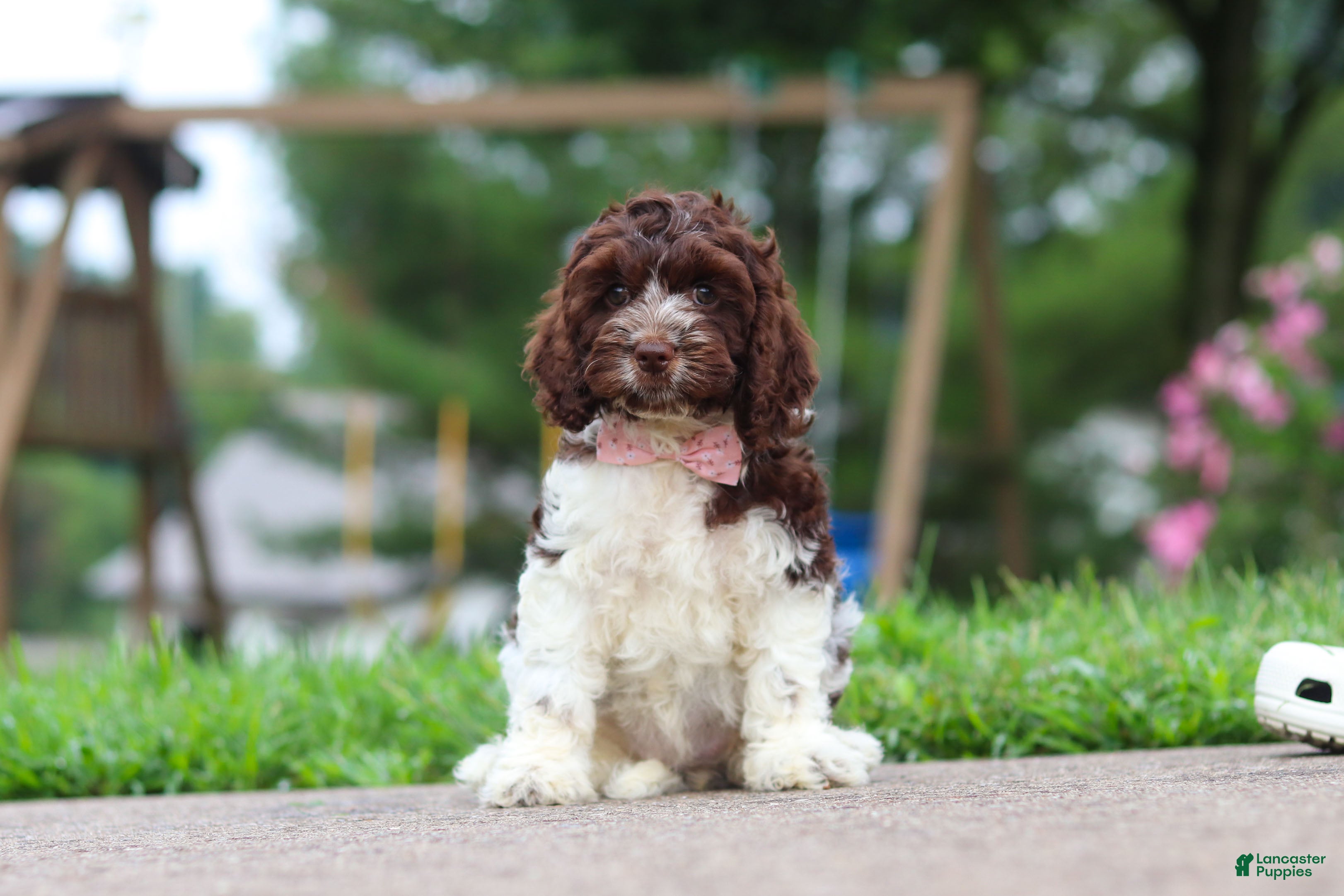 Cockapoo dogs Aleah - Ad 2