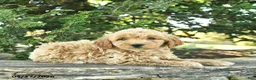 Goldendoodle dogs for sale: Molly - Ad 10