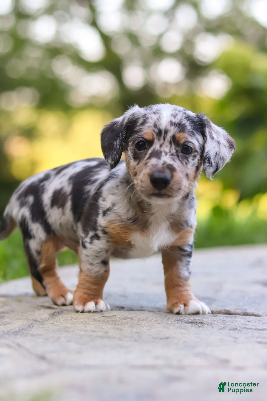 Mixed Breed dogs for sale: Moose - Ad 1