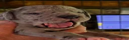 Great Dane dogs for sale: Great Dane 1 - Ad 1