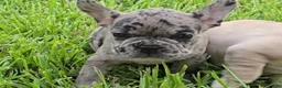 French Bulldog dogs for sale: Heidi - Ad 8
