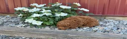 Toy Poodle dogs for sale: Pepper - Ad 5