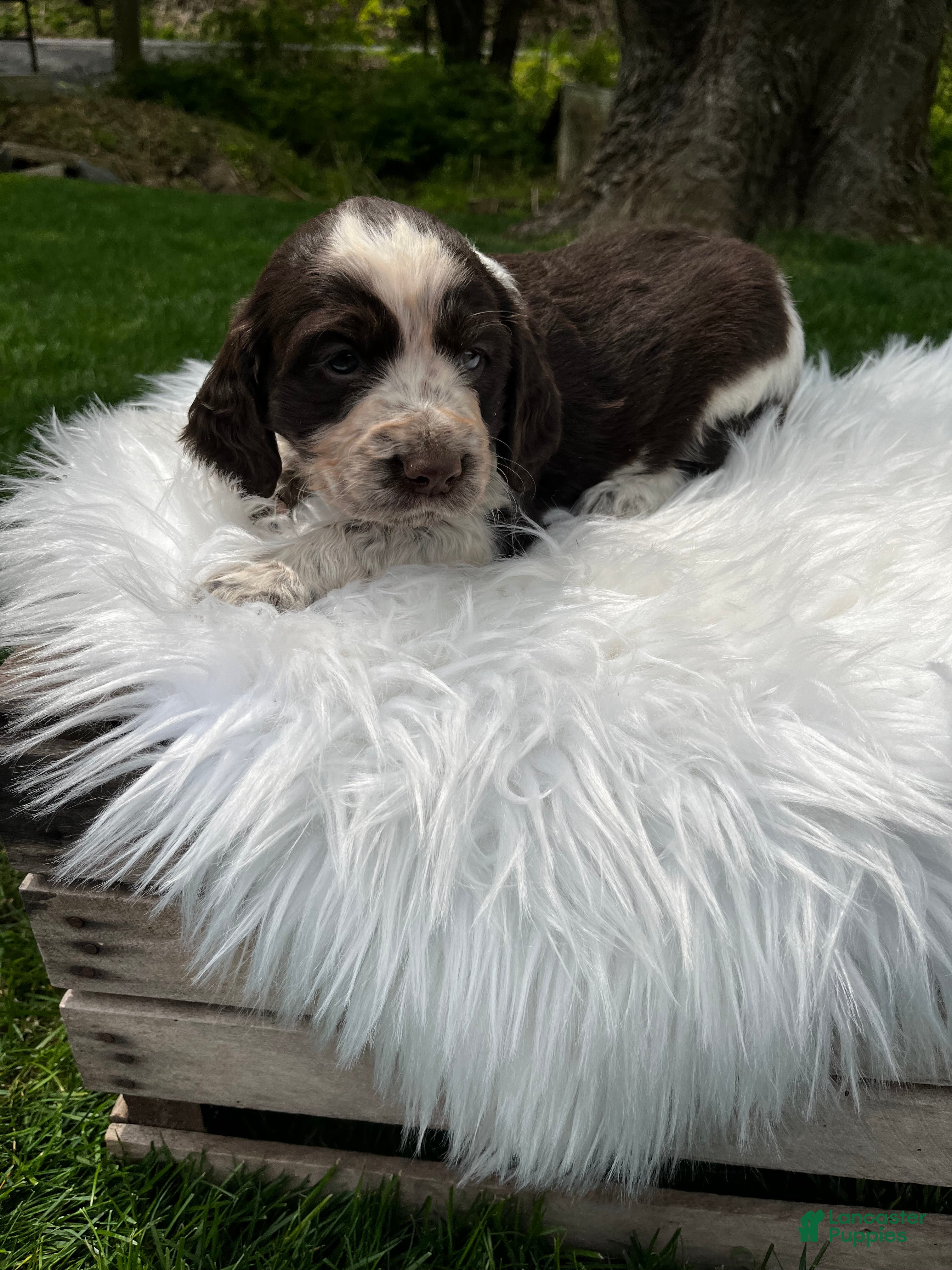 English Springer Spaniel dogs Piper - Ad 1