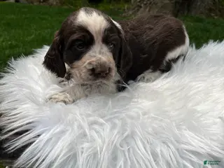 English Springer Spaniel dogs for sale: Piper - Ad 4
