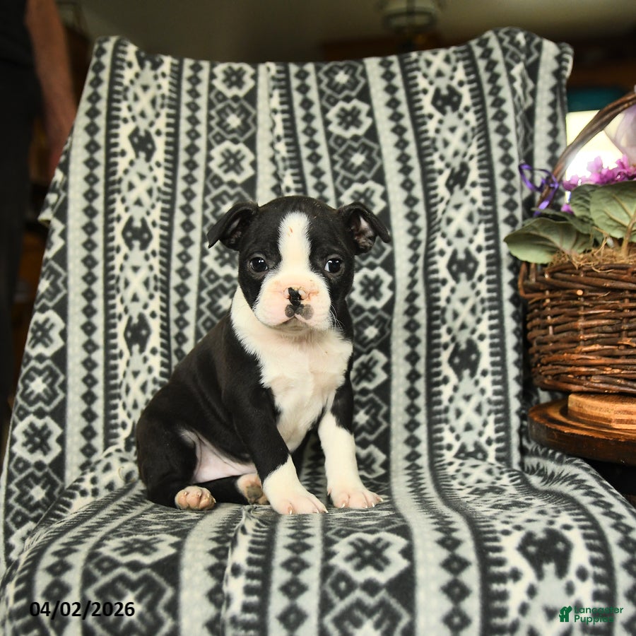 Boston Terrier dogs Eleanor - Ad 2