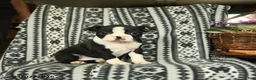 Boston Terrier dogs for sale: Eleanor - Ad 3