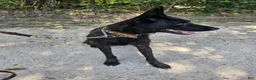 Dutch Shepherd dogs for sale: Mia - Ad 4