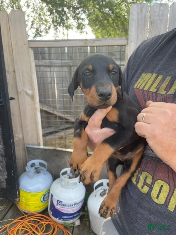 Doberman Pinscher dogs Doberman Pinscher Puppy 3 - Ad 29