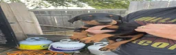 Doberman Pinscher dogs for sale: Doberman Pinscher Puppy 3 - Ad 1