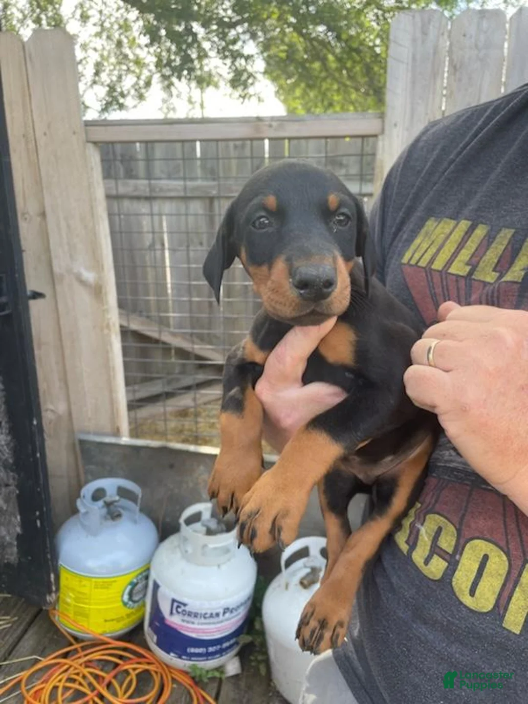 Doberman Pinscher dogs for sale: Doberman Pinscher Puppy 3 - Ad 1