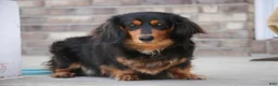 Miniature Dachshund dogs for sale: Dusty - Ad 9