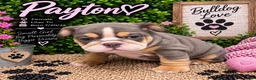English Bulldog dogs for sale: Payton - Ad 5