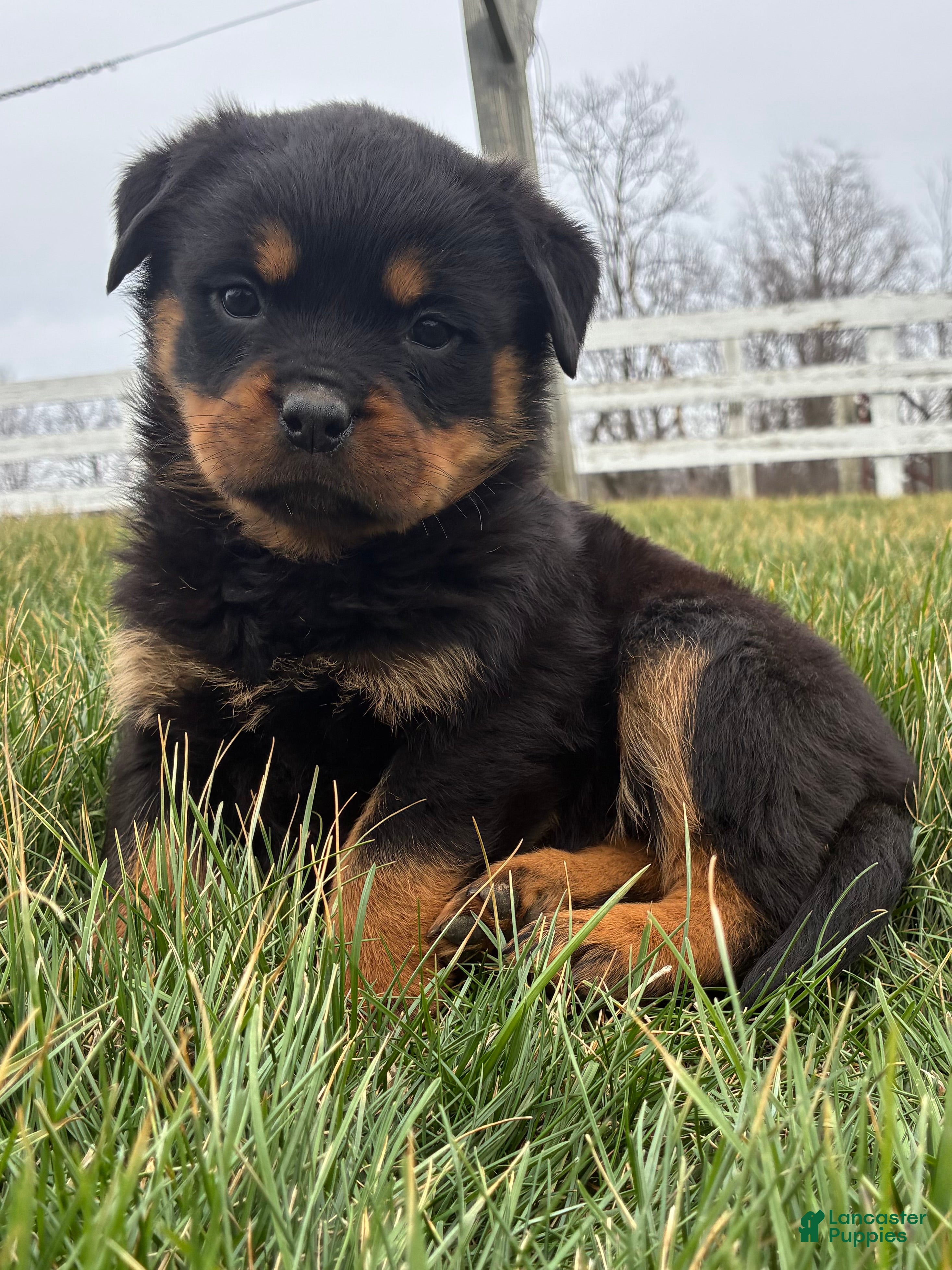 Rottweiler dogs Bella - Ad 1