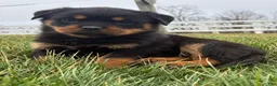 Rottweiler dogs for sale: Bella - Ad 1