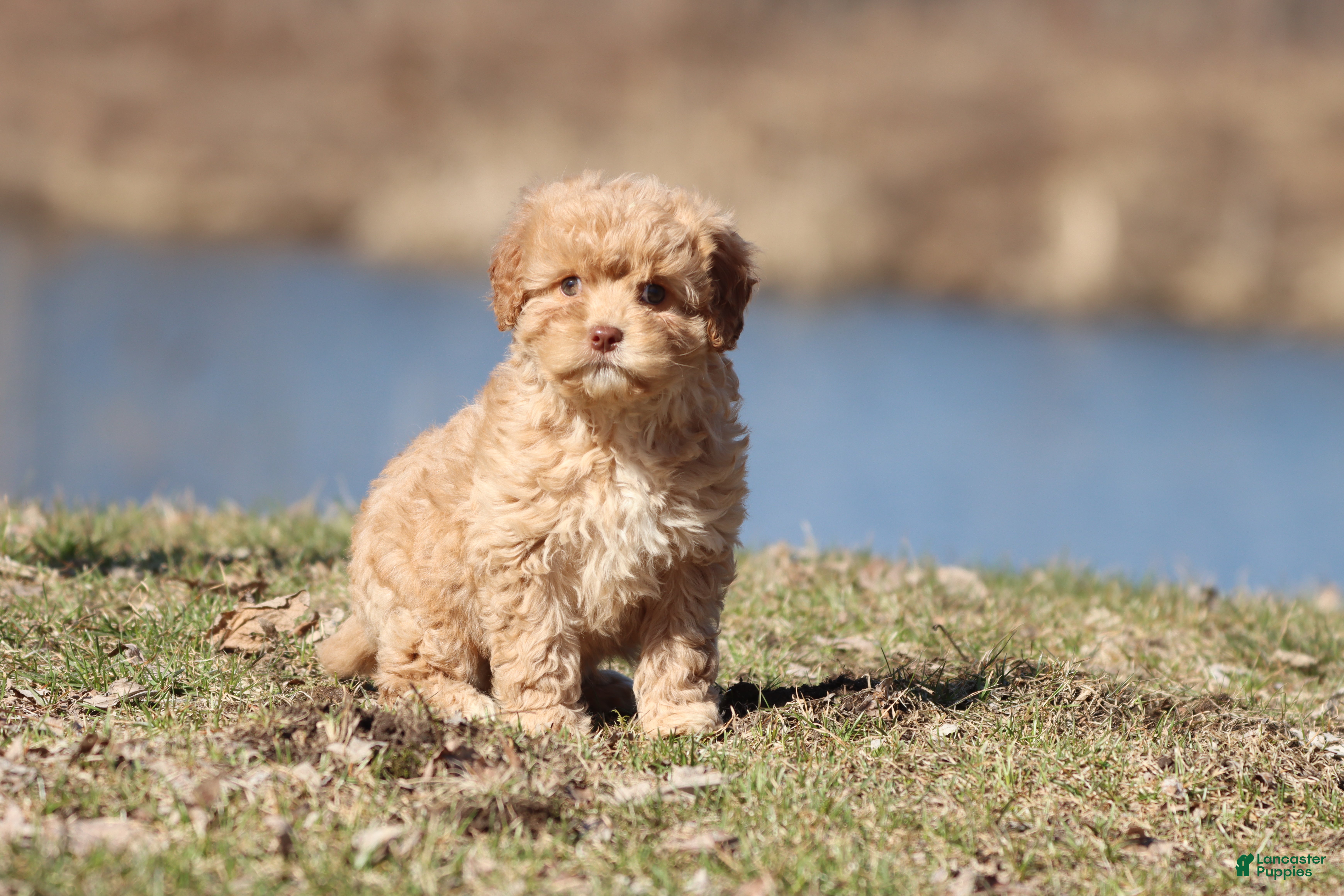 Cavapoo dogs Sweety Dear - Ad 38