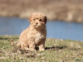 Cavapoo dogs Sweety Dear - Ad 3