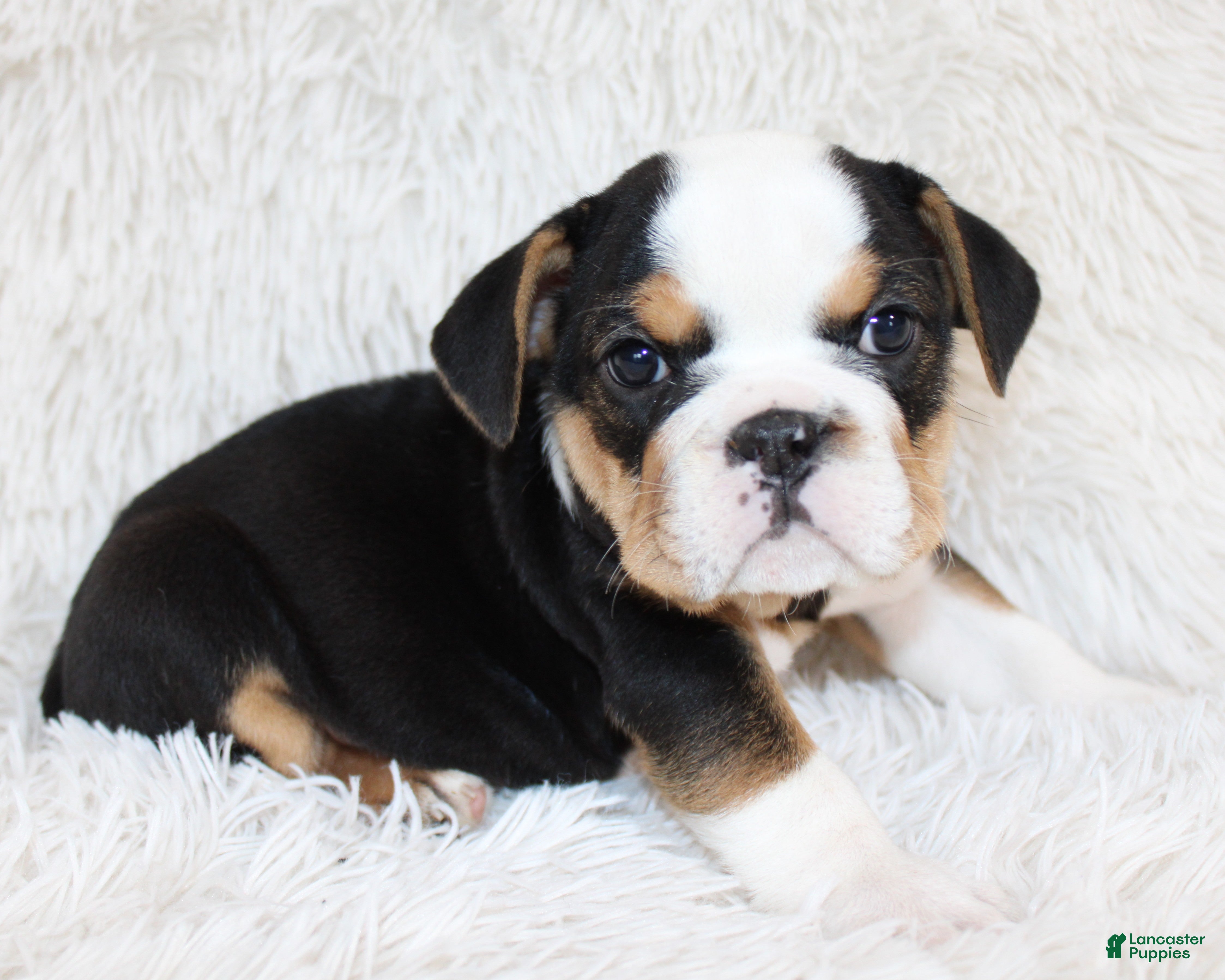 English Bulldog dogs Mabel - Ad 1
