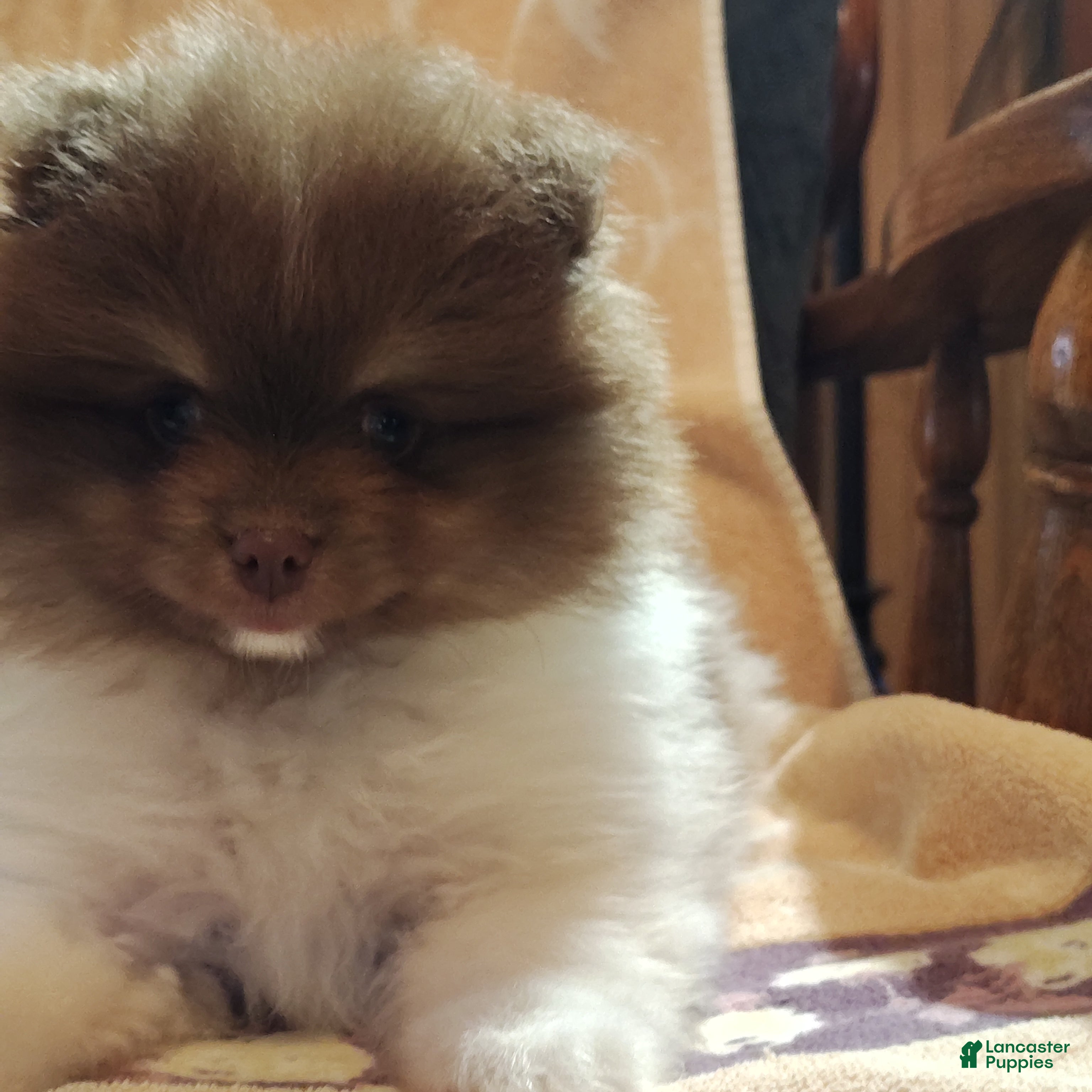 Pomeranian dogs Puddin - Ad 1