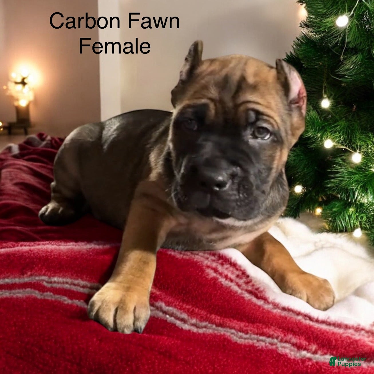 Cane Corso dogs Black - Ad 42