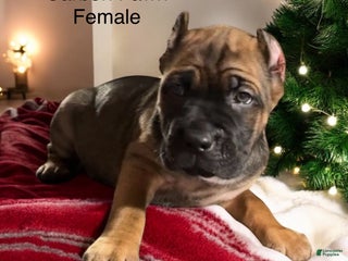 Cane Corso dogs Black - Ad 30