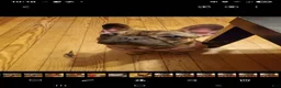 French Bulldog dogs for sale: Fiona - Ad 2