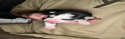 Siberian Husky dogs for sale: Starlight Rivers - Ad 3