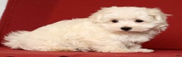 Maltese dogs for sale: Molly - Ad 8