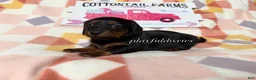 Dachshund dogs for sale:  AKC Black & Tan Long Haired Female Dachshund ALL Clear - Ad 5