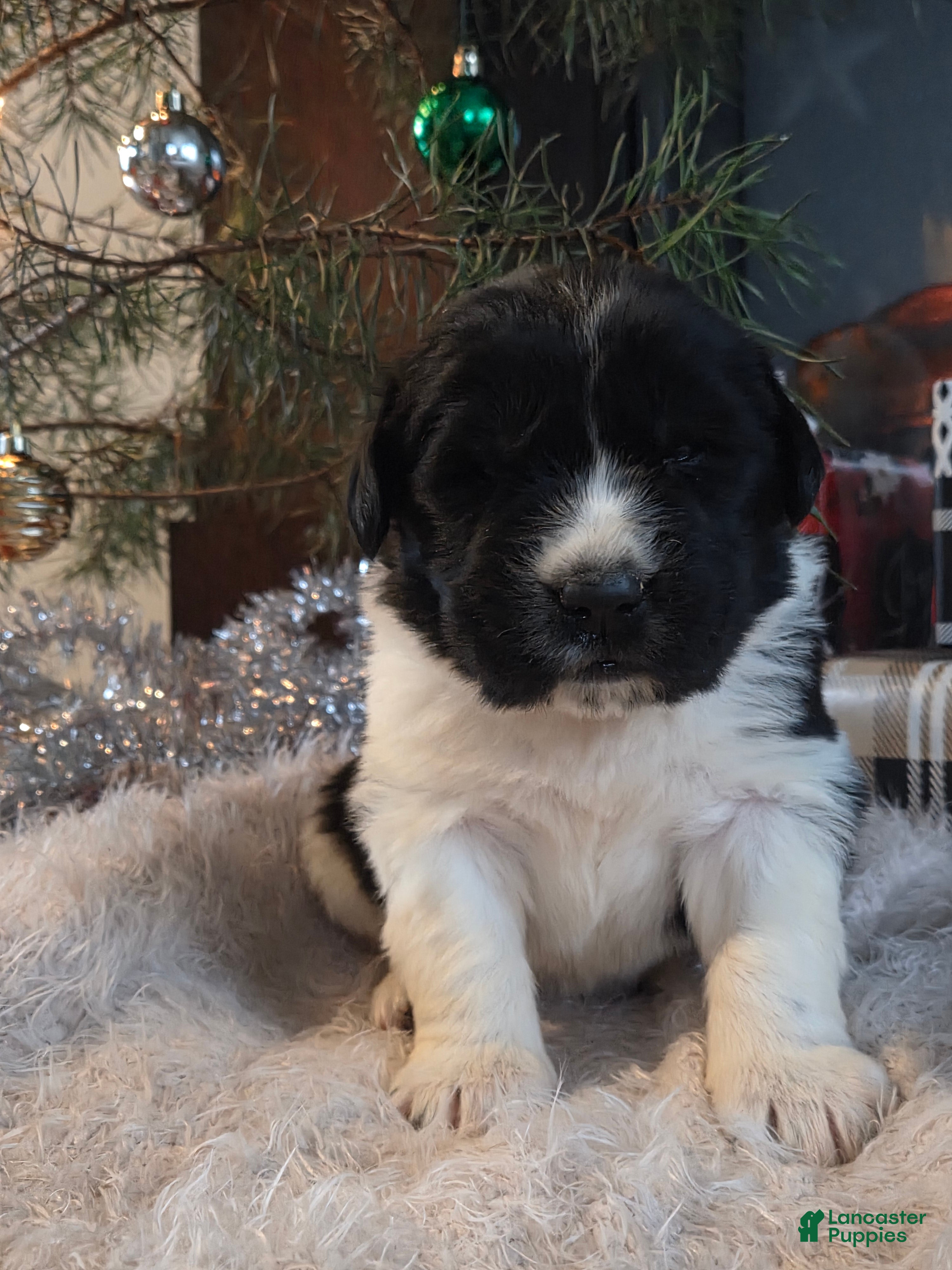 Newfoundland dogs Gusty  - Ad 23