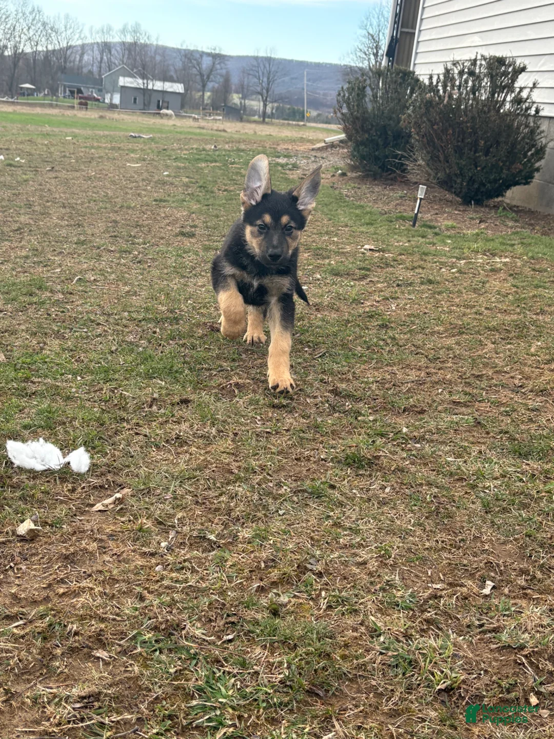 German Shepherd dogs for sale: German Shepherd Puppy 4 - Ad 1