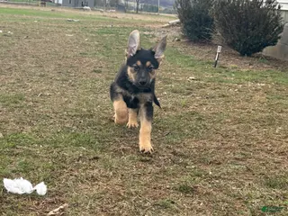 German Shepherd dogs German Shepherd Puppy 4 - Ad 42