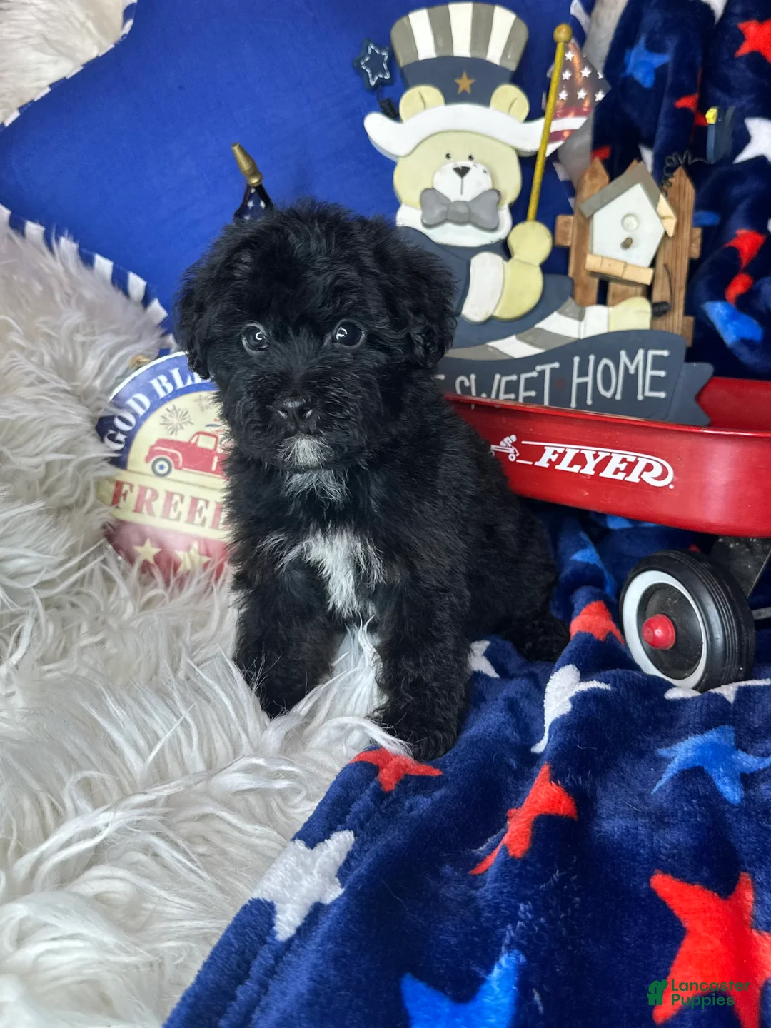 Yorkiepoo dogs for sale: Bambi - Ad 1