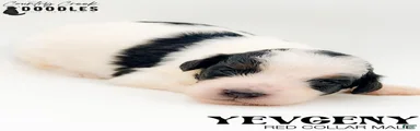 Yevgeny