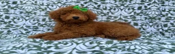 Miniature Poodle dogs for sale: Cali - Ad 7