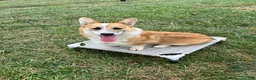 Welsh Corgi Pembroke dogs for sale: Johnny Welsh Corgi Pembroke Puppy leash and crate trained - Ad 3