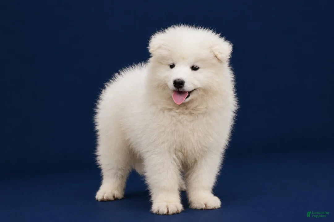 Samoyed dogs for sale: Polar - Ad 1