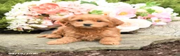 Mini Goldendoodle dogs for sale: Sparks - Ad 4
