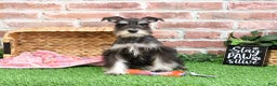 Miniature Schnauzer dogs for sale: Rita - Ad 5
