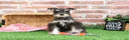 Miniature Schnauzer dogs for sale: Rita - Ad 10
