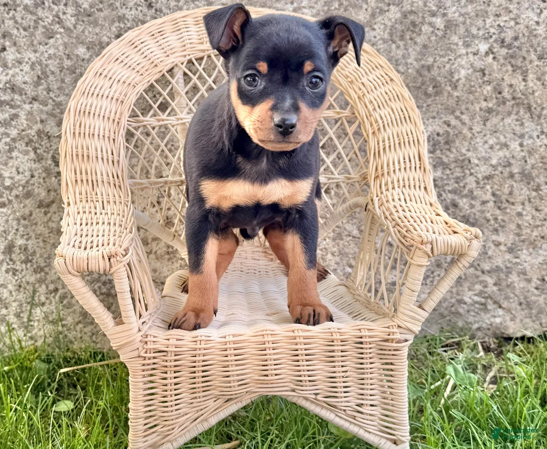 Miniature Pinscher dogs for sale: Indian  - Ad 1