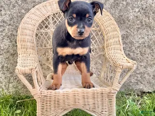 Miniature Pinscher dogs for sale: Indian - Ad 2