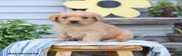Golden Retriever dogs for sale: Suzi - Ad 1