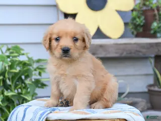 Golden Retriever dogs for sale: Suzi - Ad 4