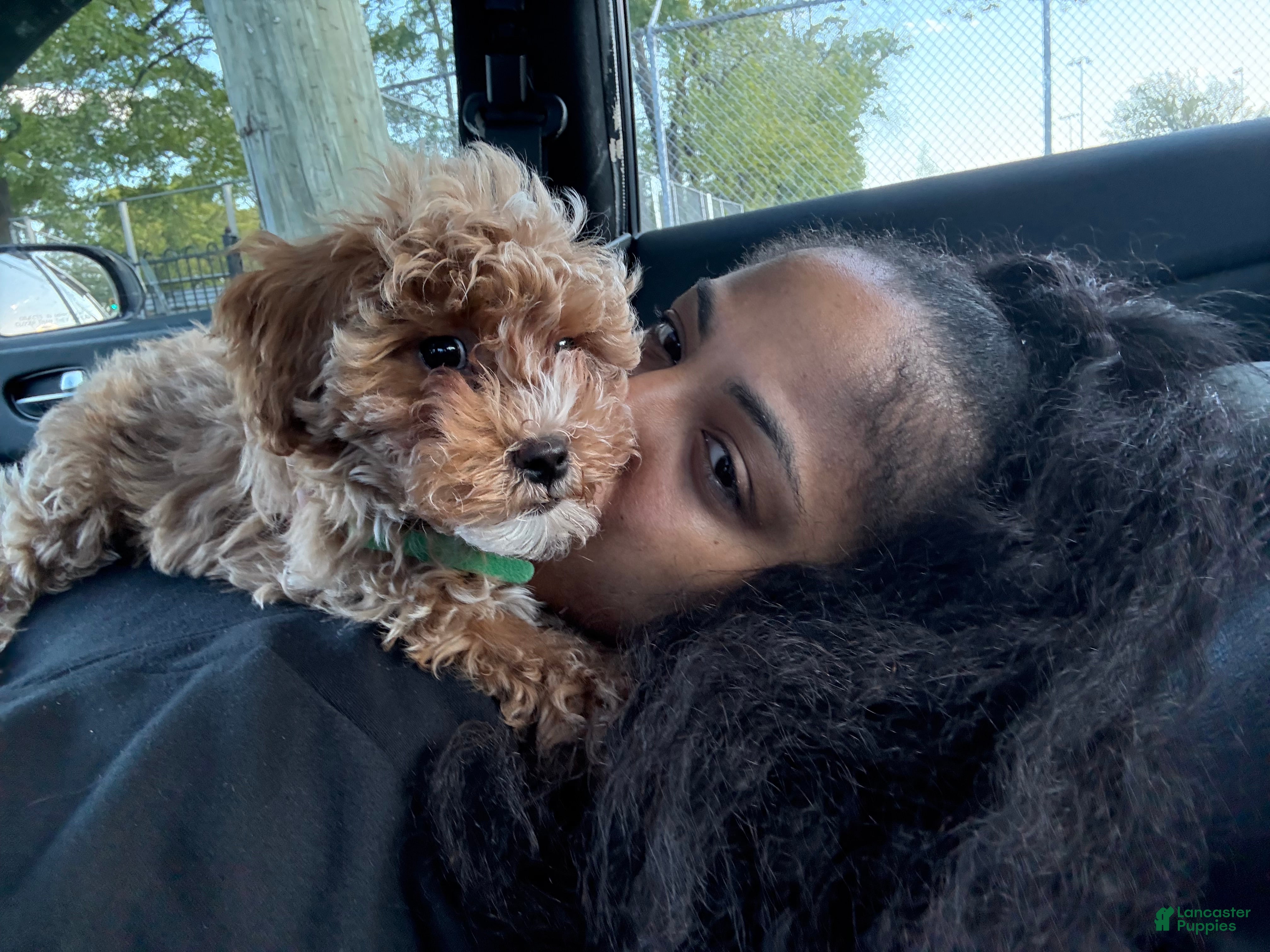 Shihpoo dogs Bentley  - Ad 1