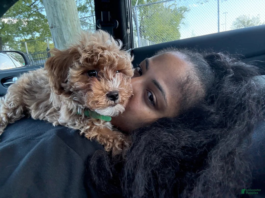 Shihpoo dogs for sale: Bentley  - Ad 1