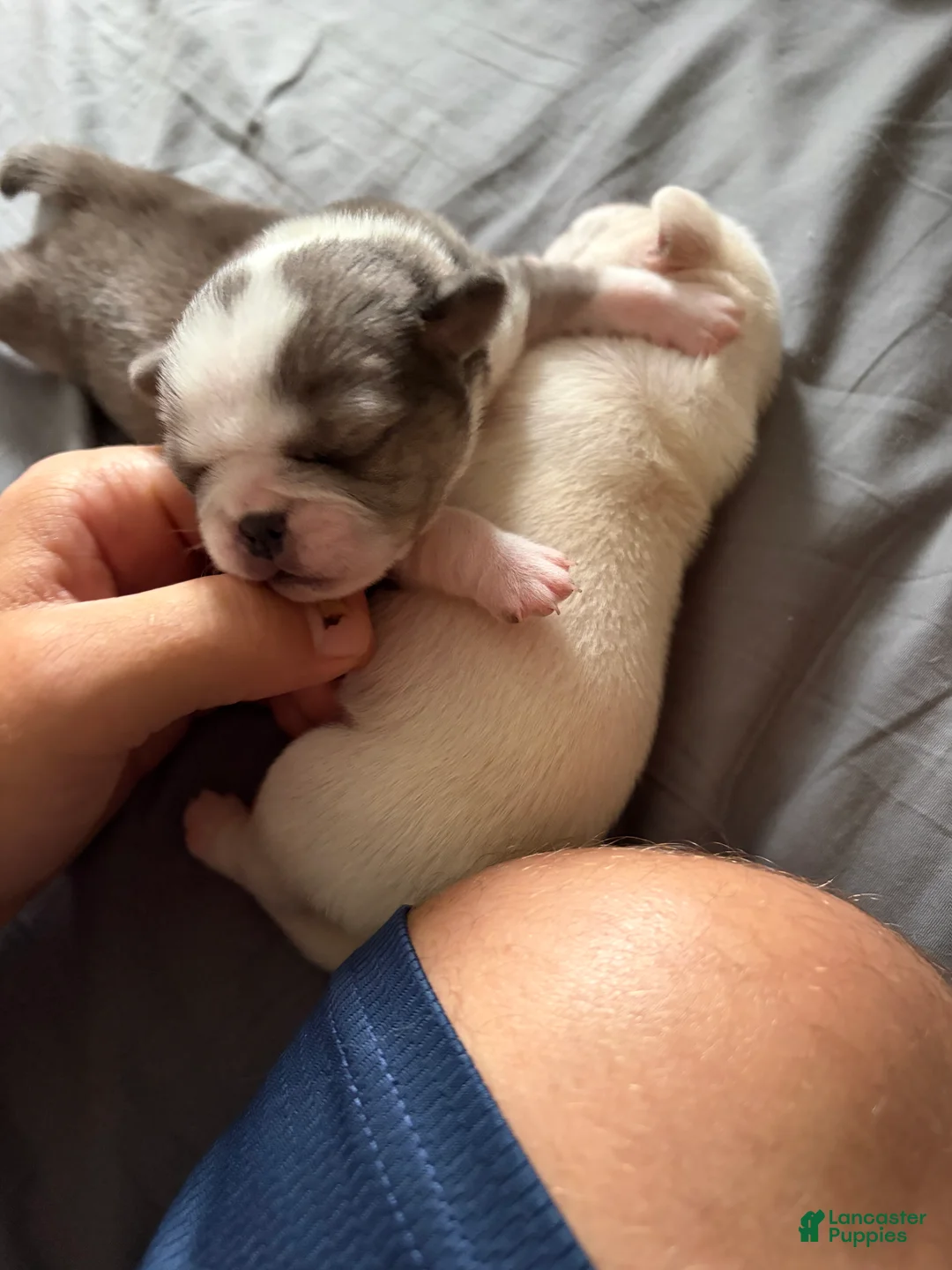 Pug dogs for sale: Whoopie pie - Ad 1